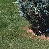 Juniperus scopulorum 'Moffettii', habit