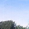 Juniperus scopulorum 'Moffettii', habit