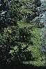 Juniperus scopulorum 'Moffettii', habit
