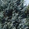 Juniperus scopulorum 'Moffettii', habit