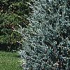 Juniperus scopulorum 'Moffettii', habit