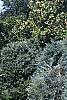 Juniperus scopulorum 'Moffettii', habit