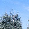 Juniperus scopulorum 'Moonglow', habit