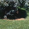 Juniperus scopulorum 'Moonglow', habit