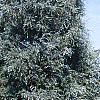 Juniperus scopulorum 'Moonglow', habit