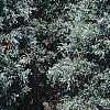 Juniperus scopulorum 'Moonglow', habit