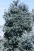 Juniperus scopulorum 'Moonglow', habit