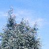 Juniperus scopulorum 'Moonglow', habit