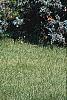 Juniperus scopulorum 'Moonglow', habit