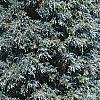 Juniperus scopulorum 'Moonglow', habit