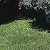 Juniperus scopulorum 'Moonglow', habit