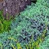 Juniperus squamata 'Blue Star', habit