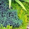 Juniperus squamata 'Blue Star', habit
