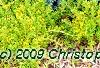 Juniperus squamata 'Blue Star', habit