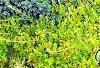 Juniperus squamata 'Blue Star', habit