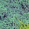 Juniperus squamata 'Blue Star', habit