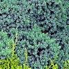 Juniperus squamata 'Blue Star', habit
