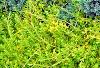 Juniperus squamata 'Blue Star', habit