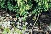 Juniperus squamata 'Dream Joy', habit
