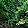 Juniperus squamata 'Dream Joy', habit