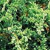 Juniperus squamata 'Dream Joy', habit