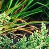 Juniperus squamata 'Dream Joy', habit