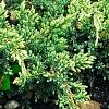 Juniperus squamata 'Dream Joy', habit