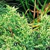 Juniperus squamata 'Dream Joy', habit