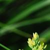 Juniperus squamata 'Dream Joy', leaves