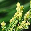 Juniperus squamata 'Dream Joy', leaves