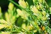Juniperus squamata 'Dream Joy', leaves