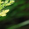 Juniperus squamata 'Dream Joy', leaves