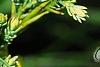 Juniperus squamata 'Dream Joy', leaves