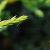 Juniperus squamata 'Dream Joy', leaves