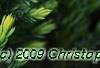 Juniperus squamata 'Dream Joy', leaves