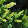 Juniperus squamata 'Dream Joy', leaves