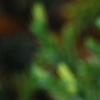 Juniperus squamata 'Dream Joy', leaves