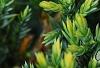 Juniperus squamata 'Dream Joy', leaves