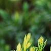 Juniperus squamata 'Dream Joy', leaves