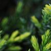 Juniperus squamata 'Dream Joy', leaves