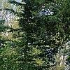 Juniperus virginiana, habit