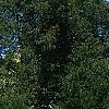 Juniperus virginiana, habit