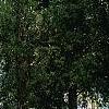 Juniperus virginiana, habit