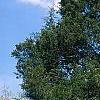 Juniperus virginiana, habit