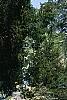 Juniperus virginiana, habit