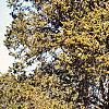 Juniperus virginiana 'Canaertii', habit