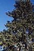 Juniperus virginiana 'Canaertii', habit