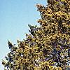 Juniperus virginiana 'Canaertii', habit