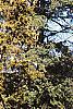 Juniperus virginiana 'Canaertii', habit