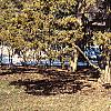 Juniperus virginiana 'Canaertii', habit